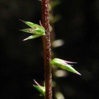 Achyranthes diandra Roxb.